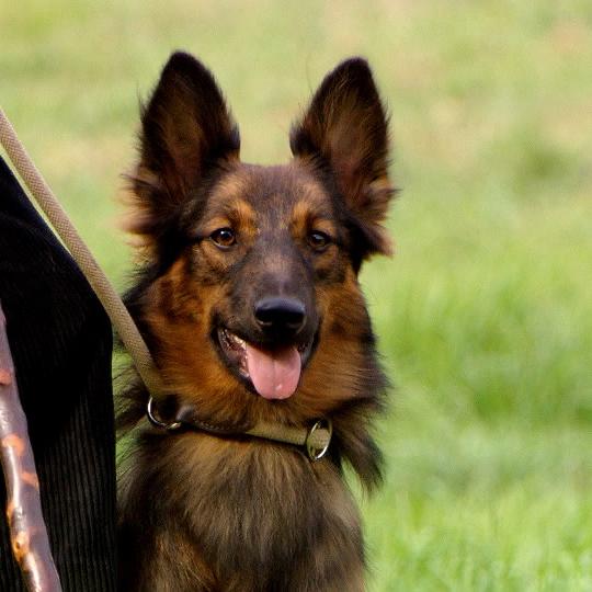 Tiergeschichten3 - VOX-DOCMA TV - Lou beim groen Wettbewerb Tiergeschichten3 - VOX-DOCMA TV - Lou beim groen Wettbewerb