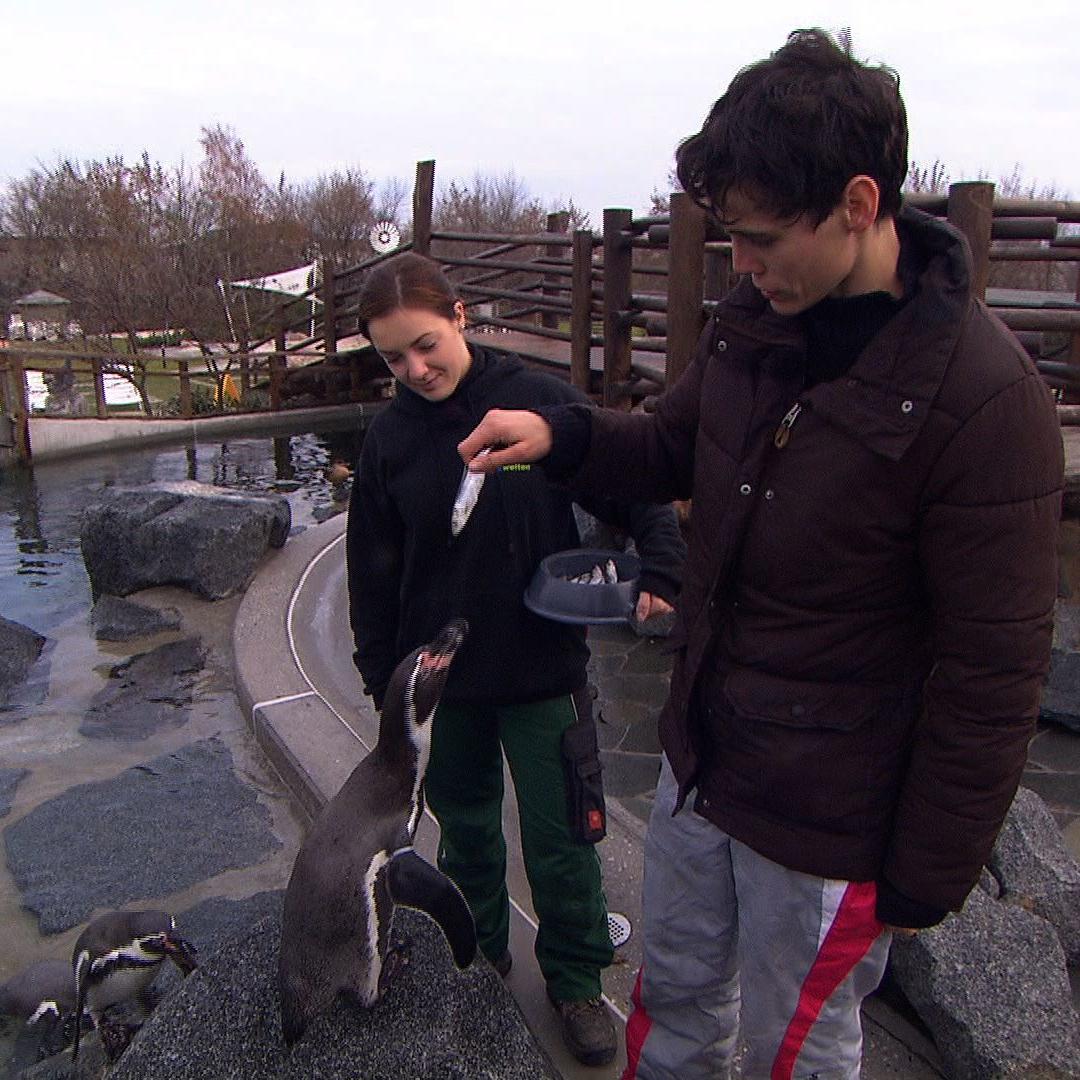 Tiergeschichten3 - Nicolle bei den Pinguinen