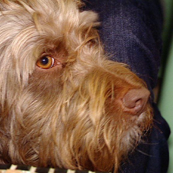 Tierklinik Frankfurt Hund Tierklinik Frankfurt Hund