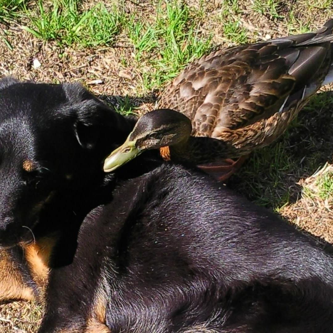Tiere in Not 1 Tiere in Not 1