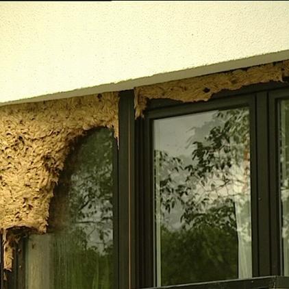 Tiergeschichten1 Hornissen Fenster Tiergeschichten1 Hornissen Fenster