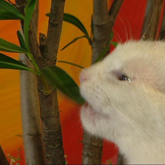 Tiergeschichten 1 - Bild 2 - Giftige Zimmerpflanzen