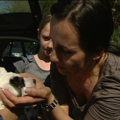 tiergeschichten4 tiergeschichten4
