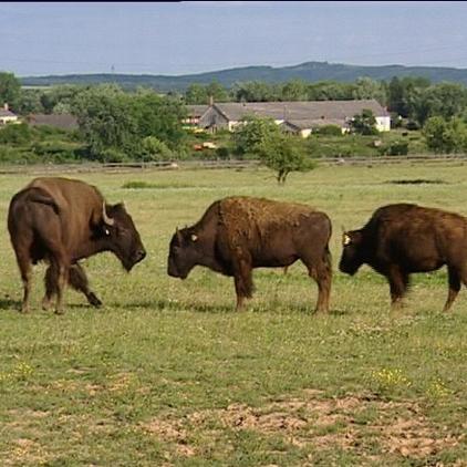 tierwelt herberstein bisons tierwelt herberstein bisons