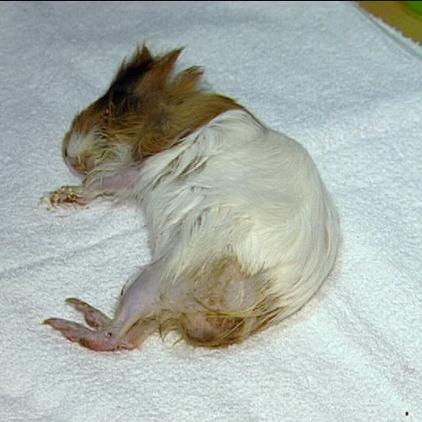 meerschweinchen meerschweinchen