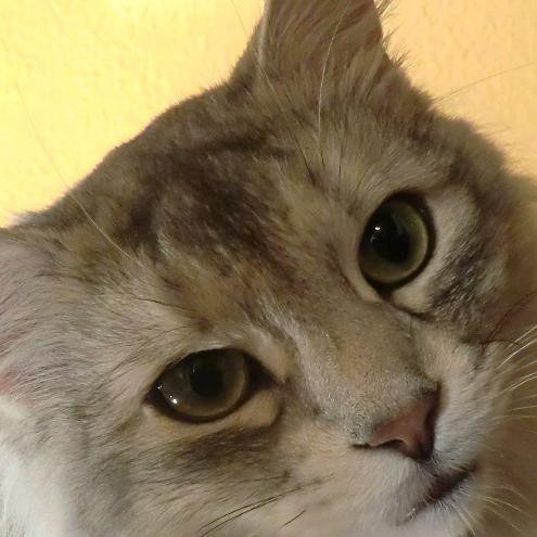 Vorschau2 - VOX-DOCMA TV - Frank Weber hilft Kater Tamino Vorschau2 - VOX-DOCMA TV - Frank Weber hilft Kater Tamino