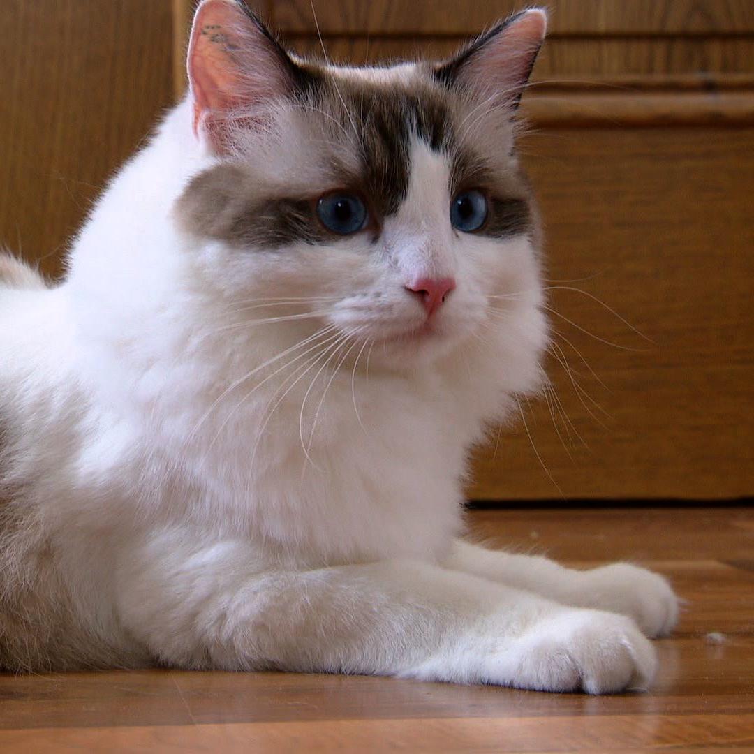 Katzenexpertin - VOX - Ragdollkater Dobby Katzenexpertin - VOX - Ragdollkater Dobby