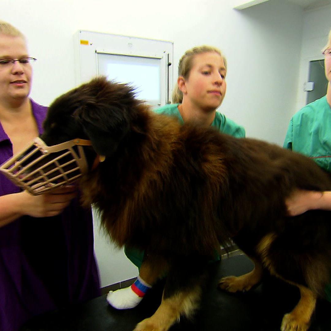tk isernhagen tumorzehe hund tk isernhagen tumorzehe hund