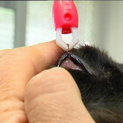 tiergeschichten2 tiergeschichten2