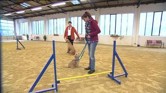 Agility bei Eis und Schnee