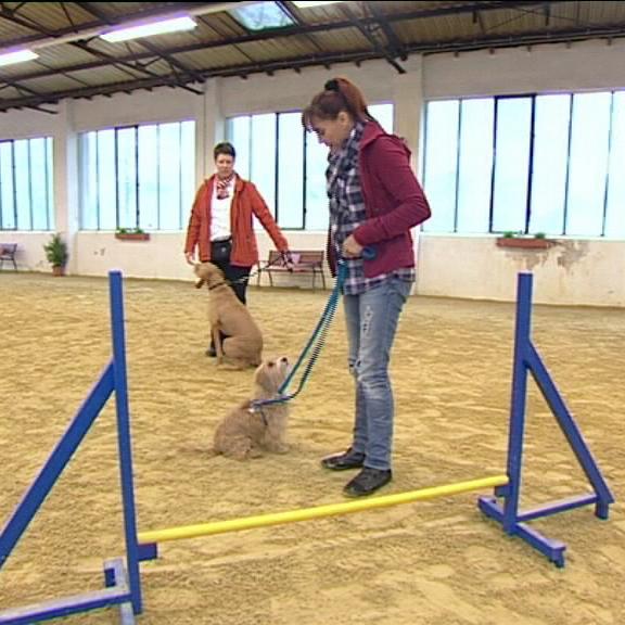 tiergeschichten1 1 tiergeschichten1 1