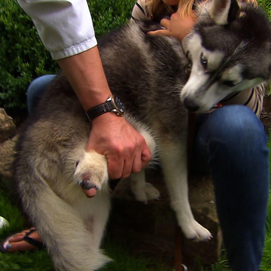 Schwed husky Schwed husky