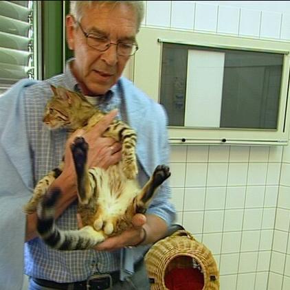 tkberlin zwitter-katze tkberlin zwitter-katze
