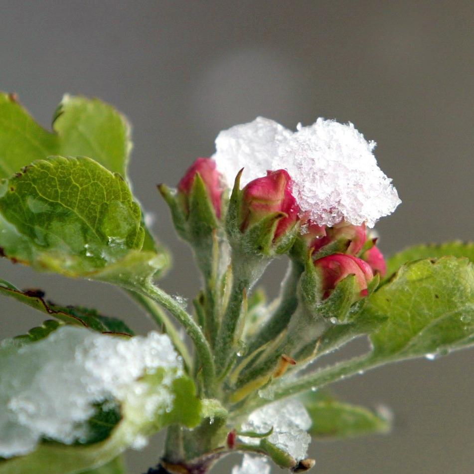 Schneefall im Mai Schneefall im Mai