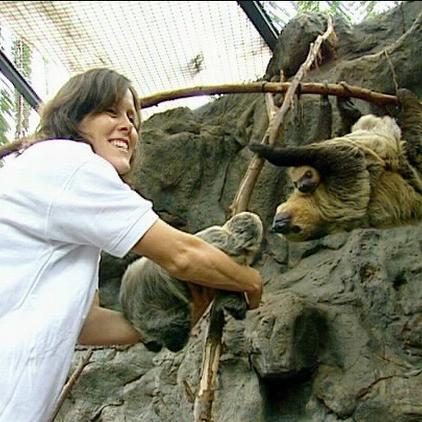 Loro Parque Faultier-Nachwuchs