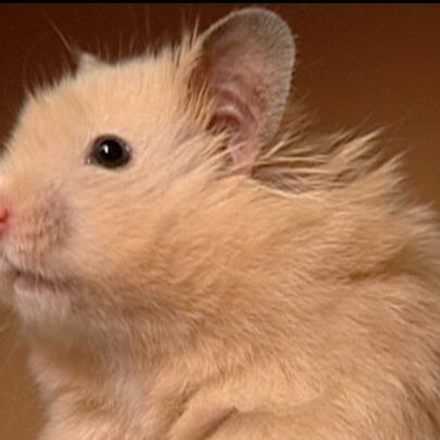 tiergeschichten2 tiergeschichten2