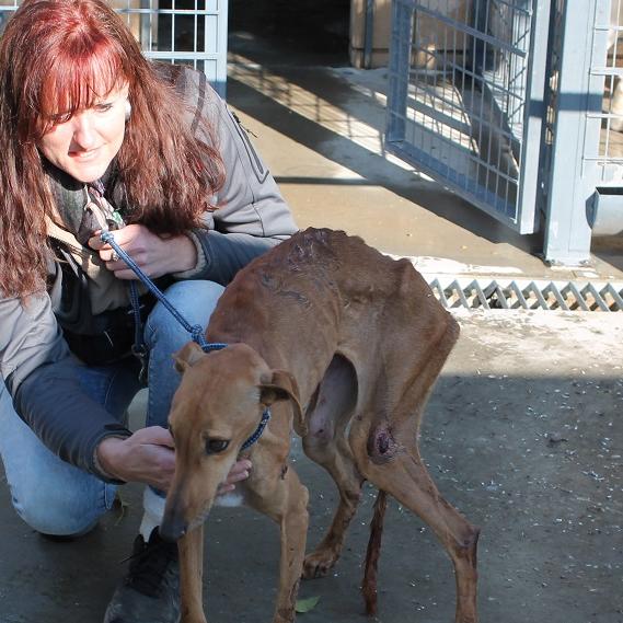 Tiergeschichten3 - VOX-DOCMA TV - Gudrun rettet Galgohndin aus Perrera Tiergeschichten3 - VOX-DOCMA TV - Gudrun rettet Galgohndin aus Perrera