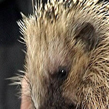 10 igel