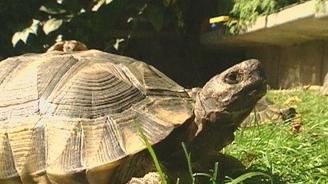 Schildkröten