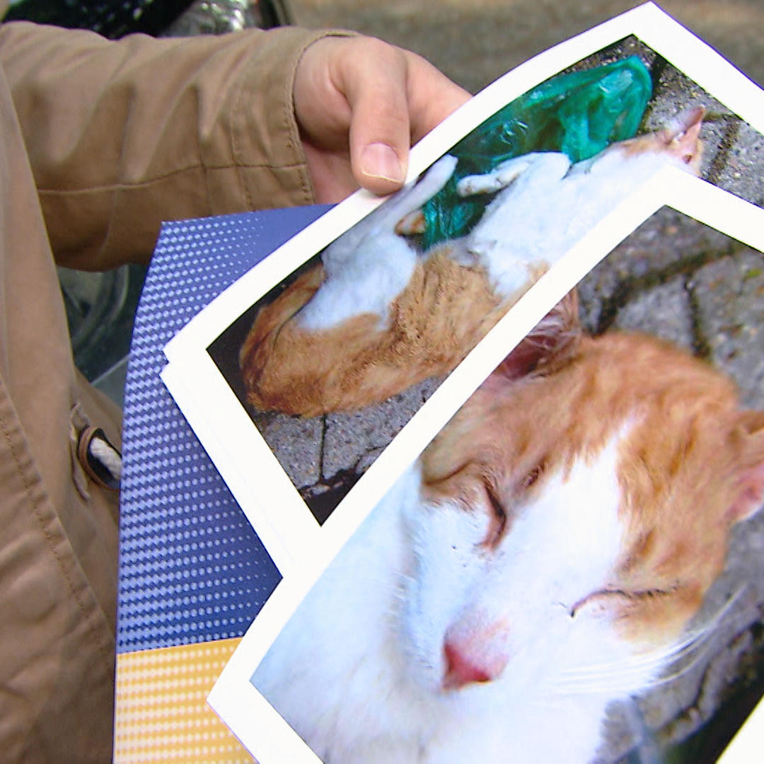 Die Tierdetektivin 4