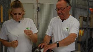Mentra - Mentales Training für Hunde