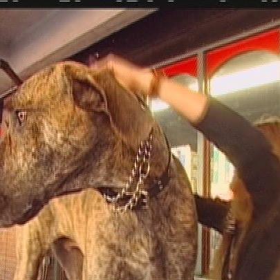 Deutsche Dogge 1 Deutsche Dogge 1