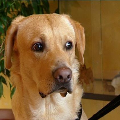tk gelsenkirchen hund herzop tk gelsenkirchen hund herzop