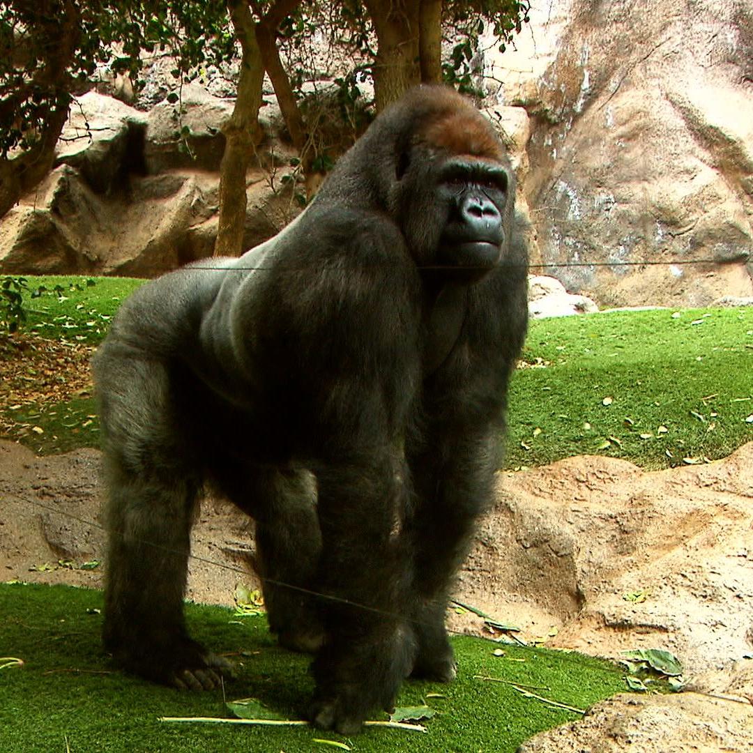 Tiergeschichten4 - VOX Reinschmidt Gorilla OP Tiergeschichten4 - VOX Reinschmidt Gorilla OP