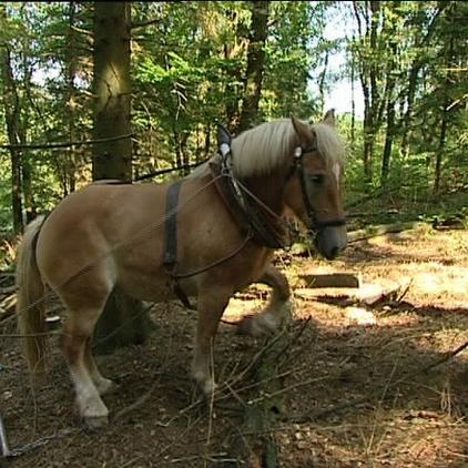 Tiergschichten 2 Rckepferd