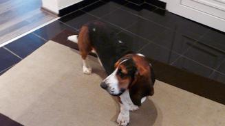 Der Fall "Barnabas"
