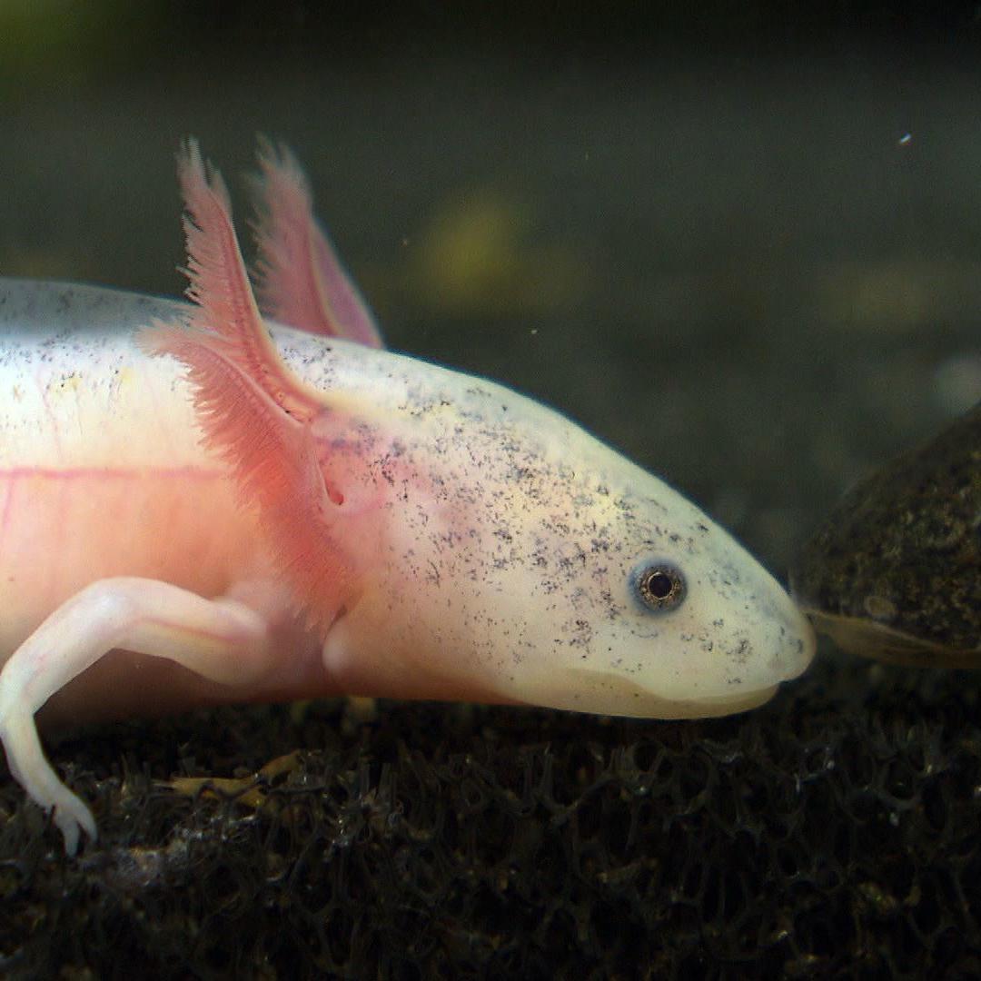 Tiergeschichten2 - VOX - Axolotl