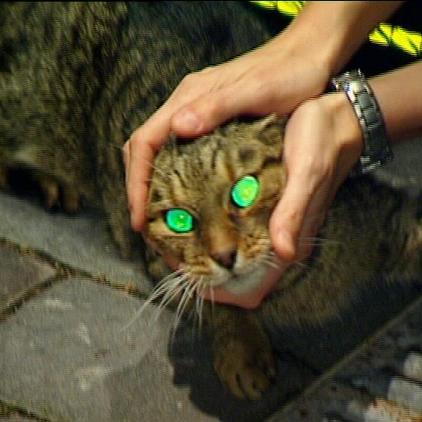 TA Berlin Katze Lucy TA Berlin Katze Lucy