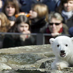 knut knut