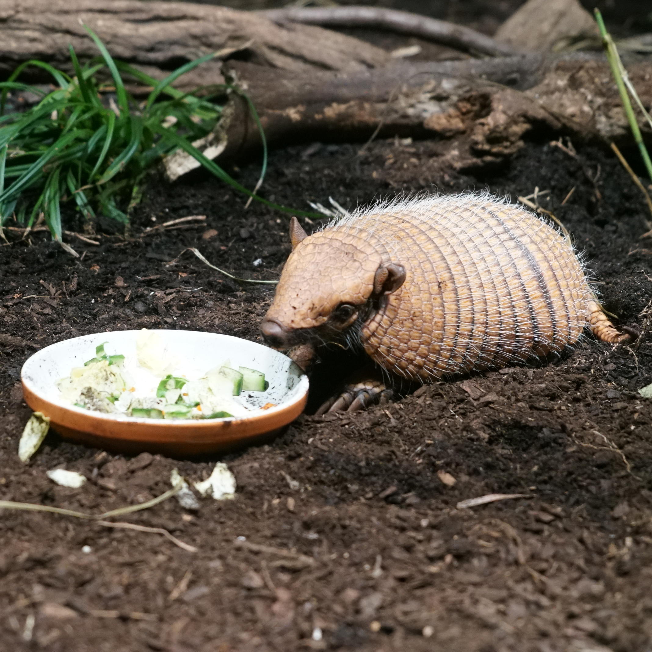 Tierkinder Nachwuchs im Tierpark Hagenbeck in Hamburg