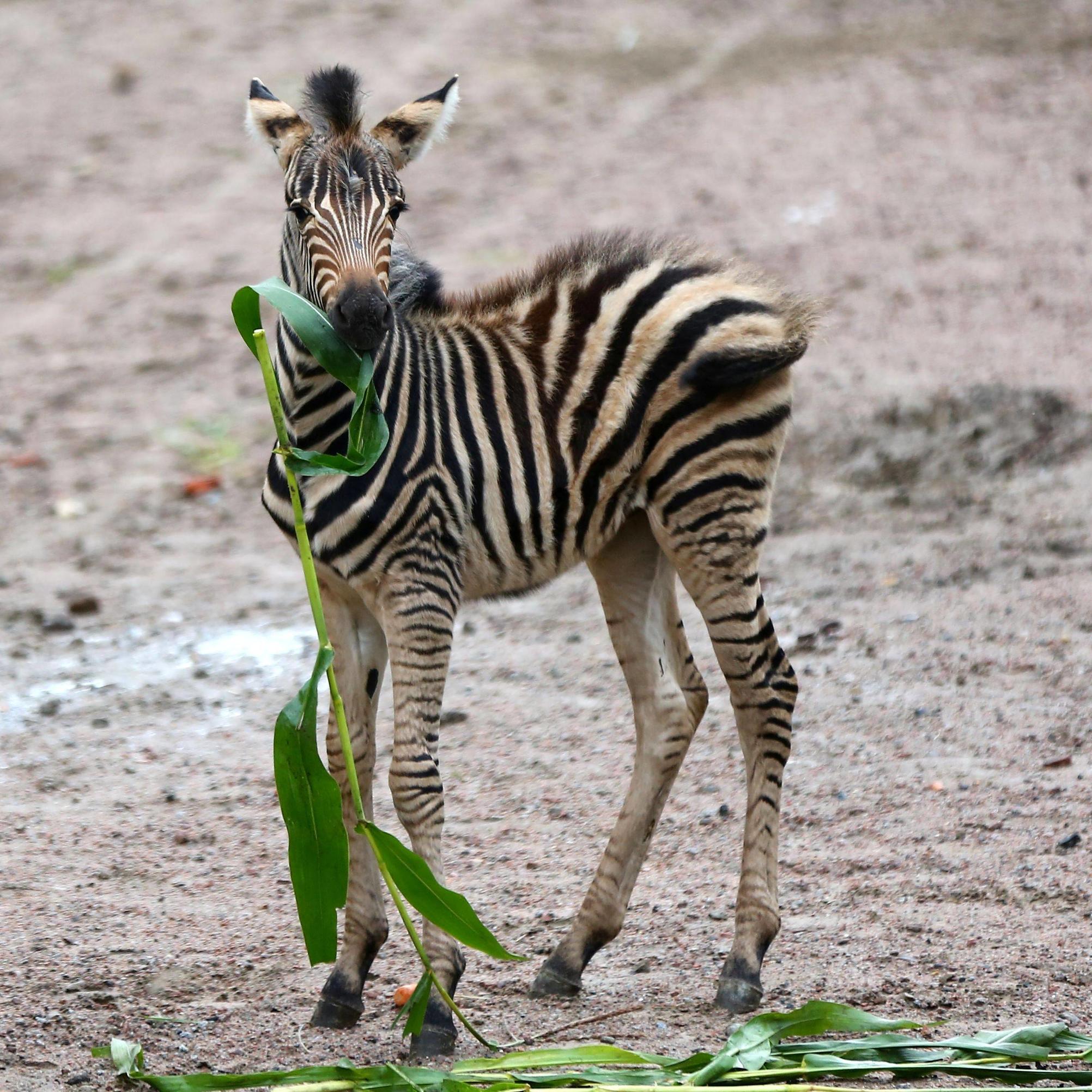 Jungtiere im Tierpark Hagenbeck
