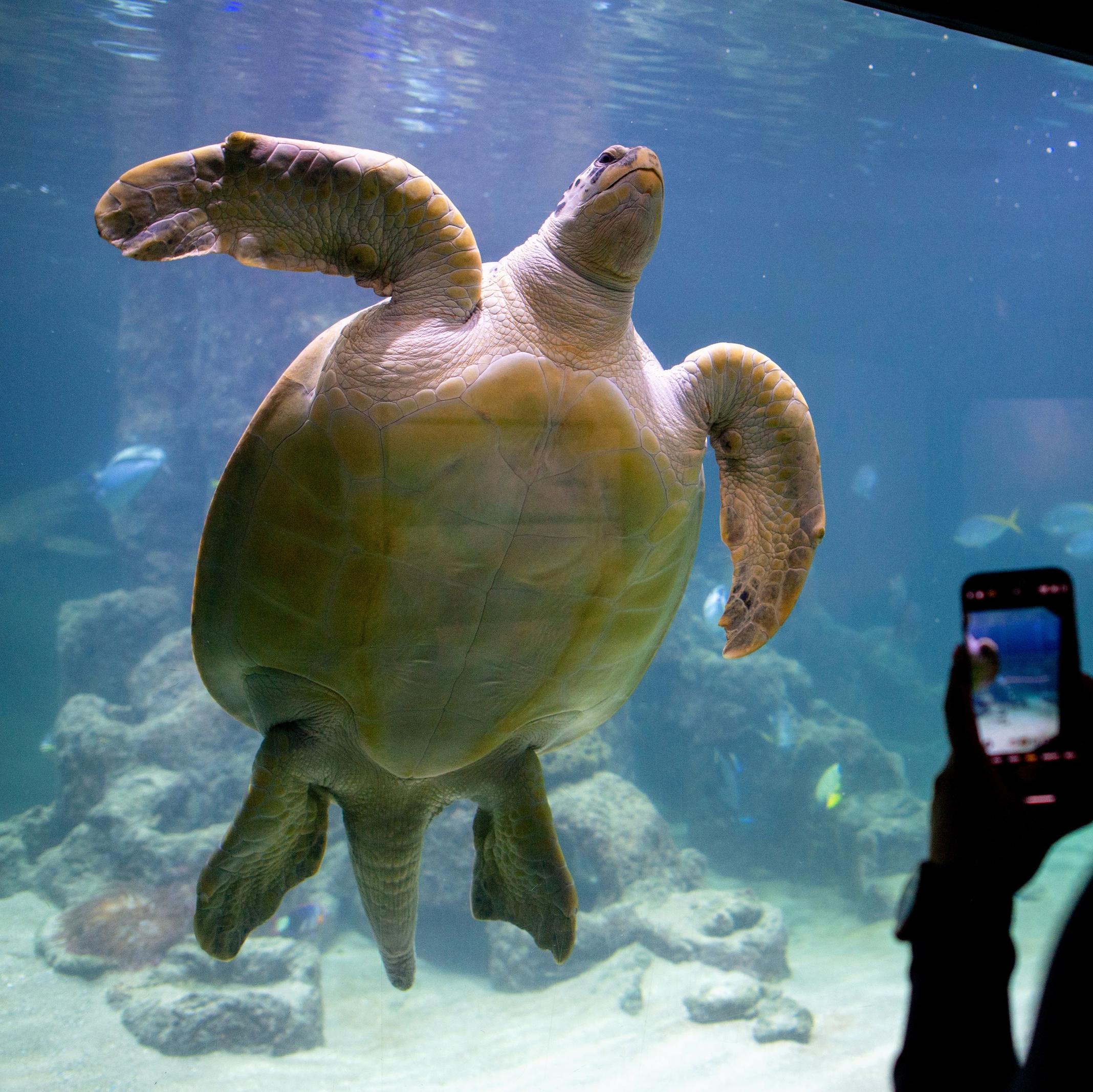 Grüne Meeresschildkröte \Ernie\ im Aquarium Wilhelmshaven