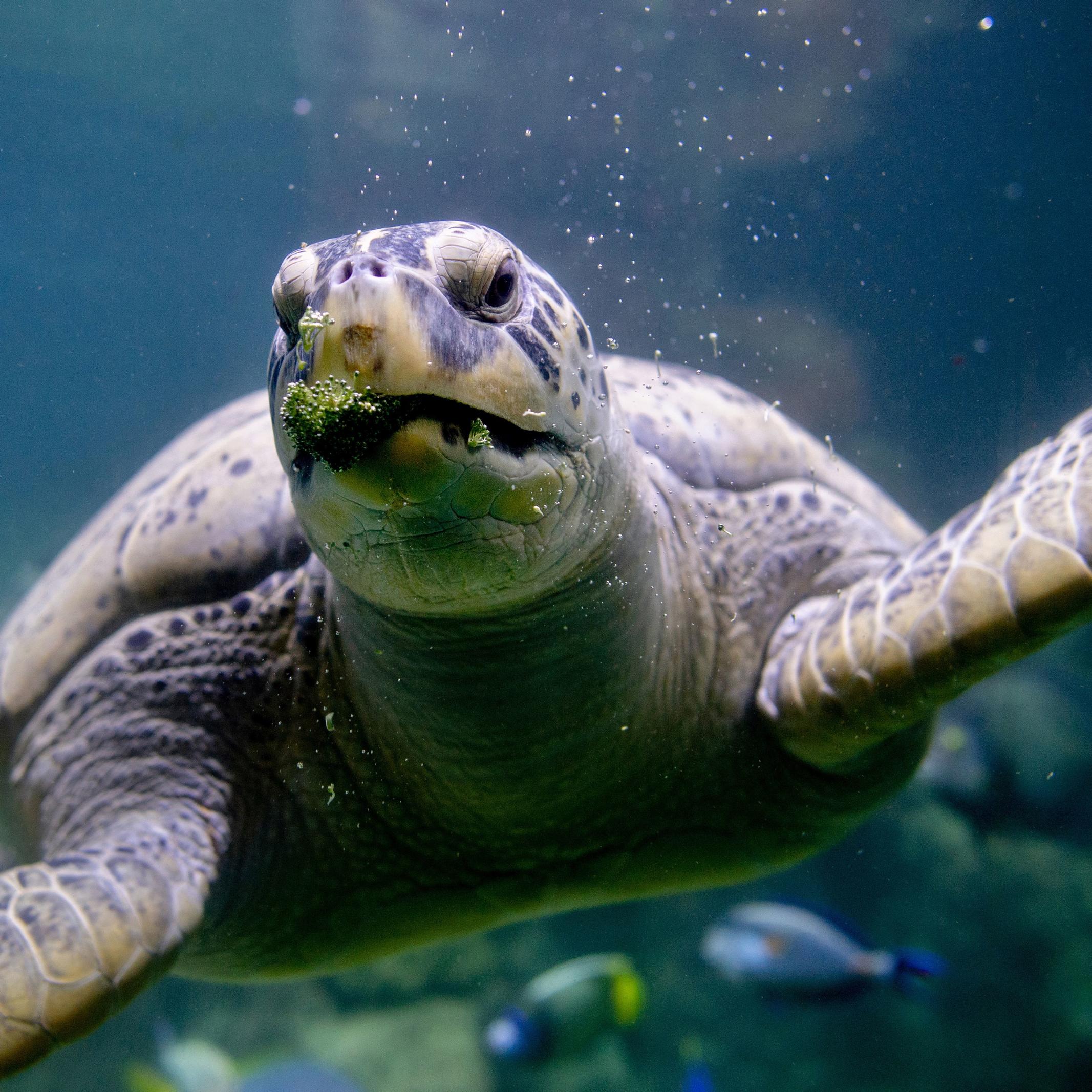 Grüne Meeresschildkröte \Ernie\ im Aquarium Wilhelmshaven