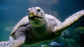 Aquarium-WG mit Haien: Schildkröte Ernie wird Chef im Haifischbecken