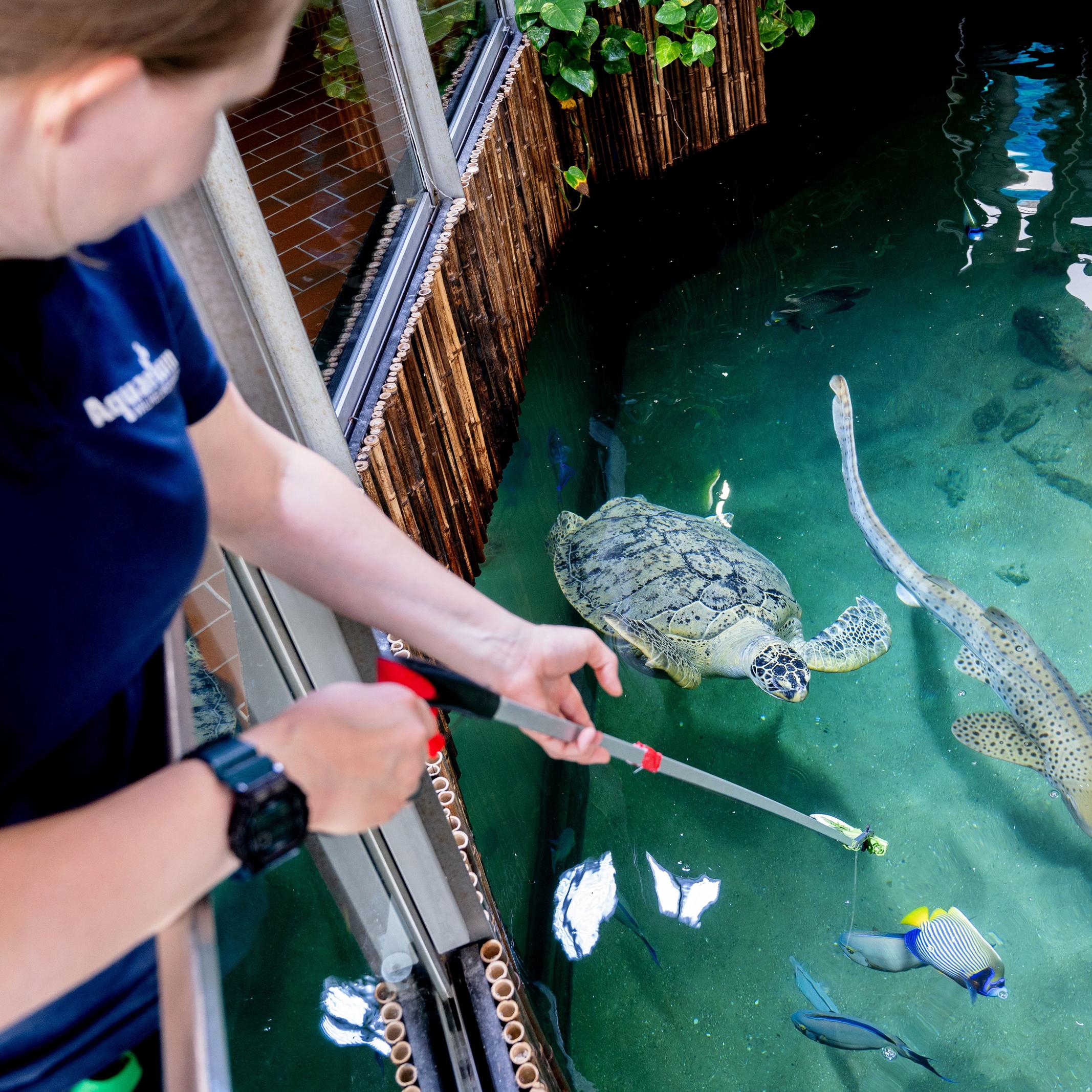 Grüne Meeresschildkröte \Ernie\ im Aquarium Wilhelmshaven