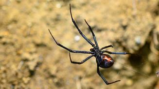 Schwarze Witwen locken Männchen mit einer Art Fußgeruch an