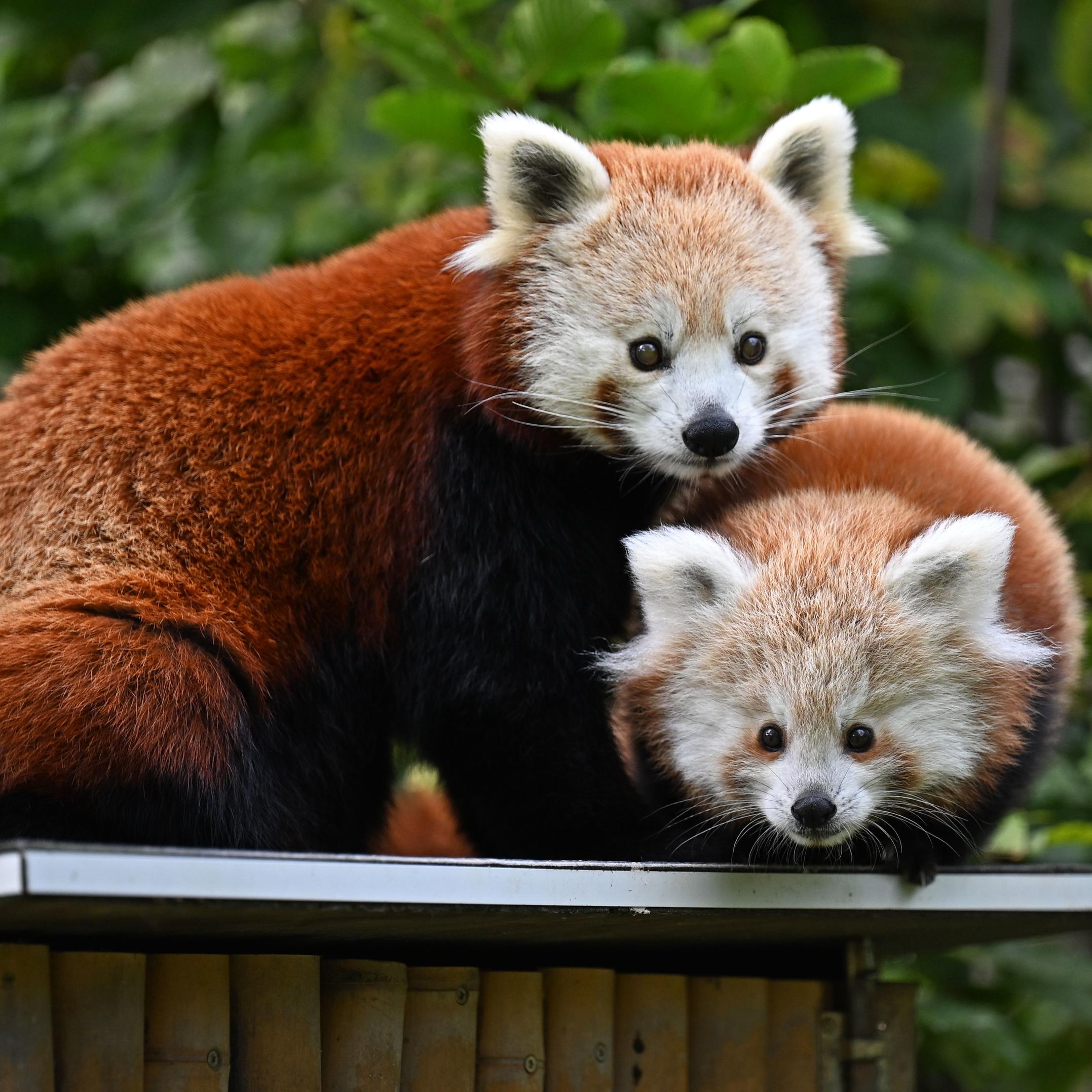 Nachwuchs bei Roten Pandas im Opel-Zoo