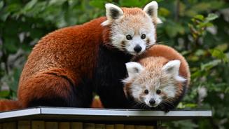 Nachwuchs bei den Roten Pandas im Opel-Zoo