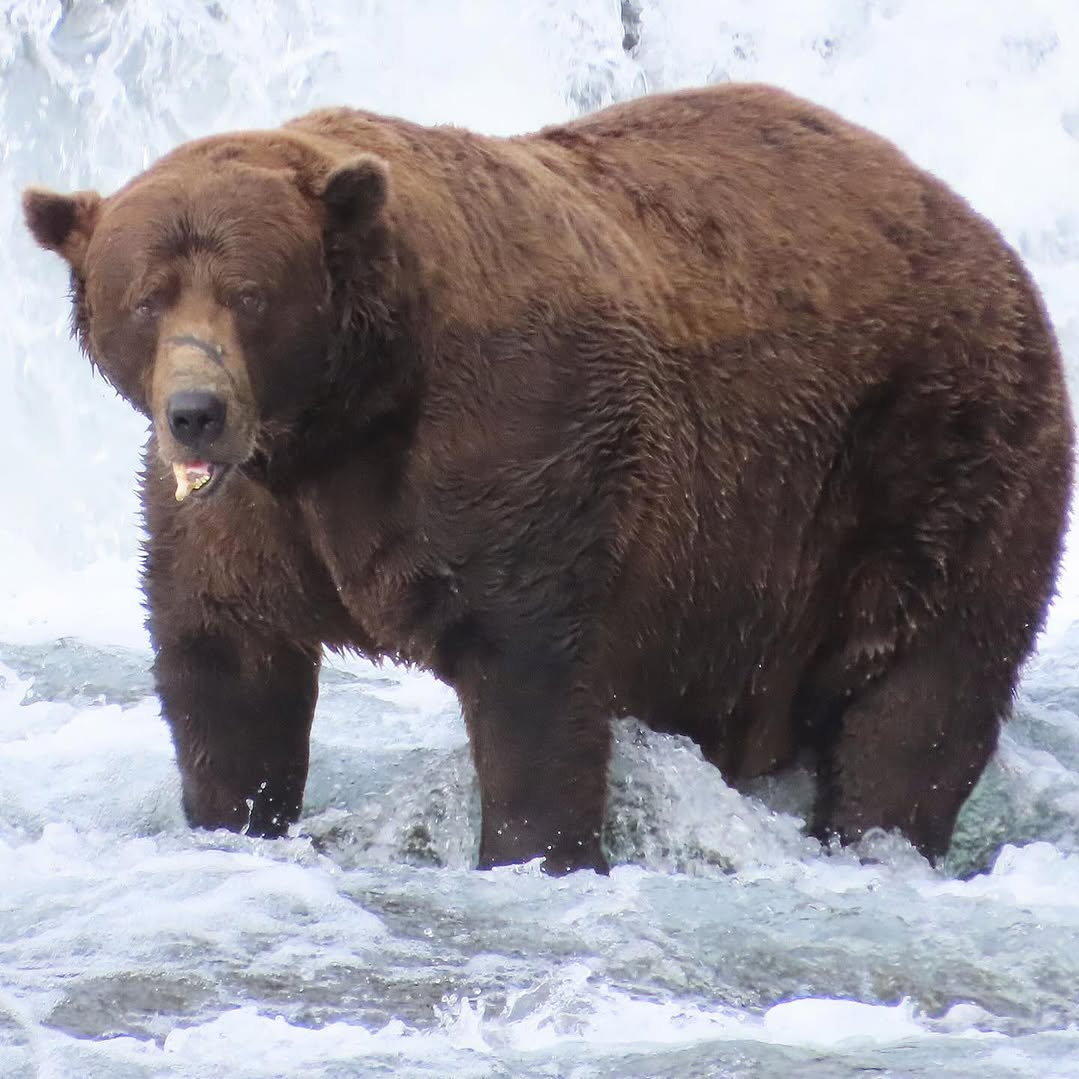 Wer hat sich das meiste Fett für den Winter angefressen? Bär 32 alias Chunk hat die diesjährige Fat Bear Week im Katmai Nationalpark in Alaska gewonnen