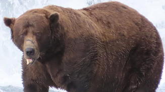 Wer wird zum dicksten Bären Amerikas gekrönt?