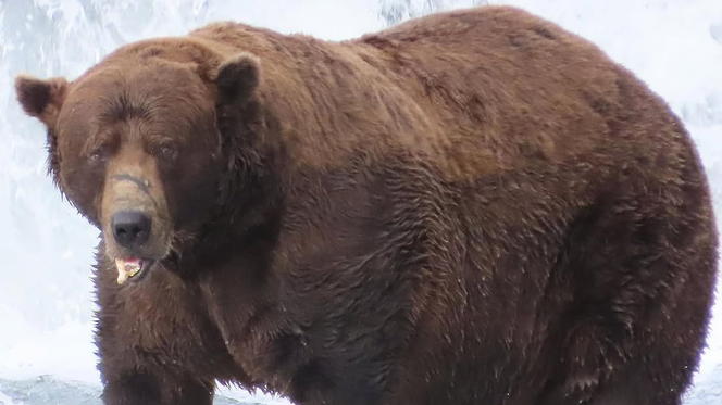 Lachsfresser des Jahres
