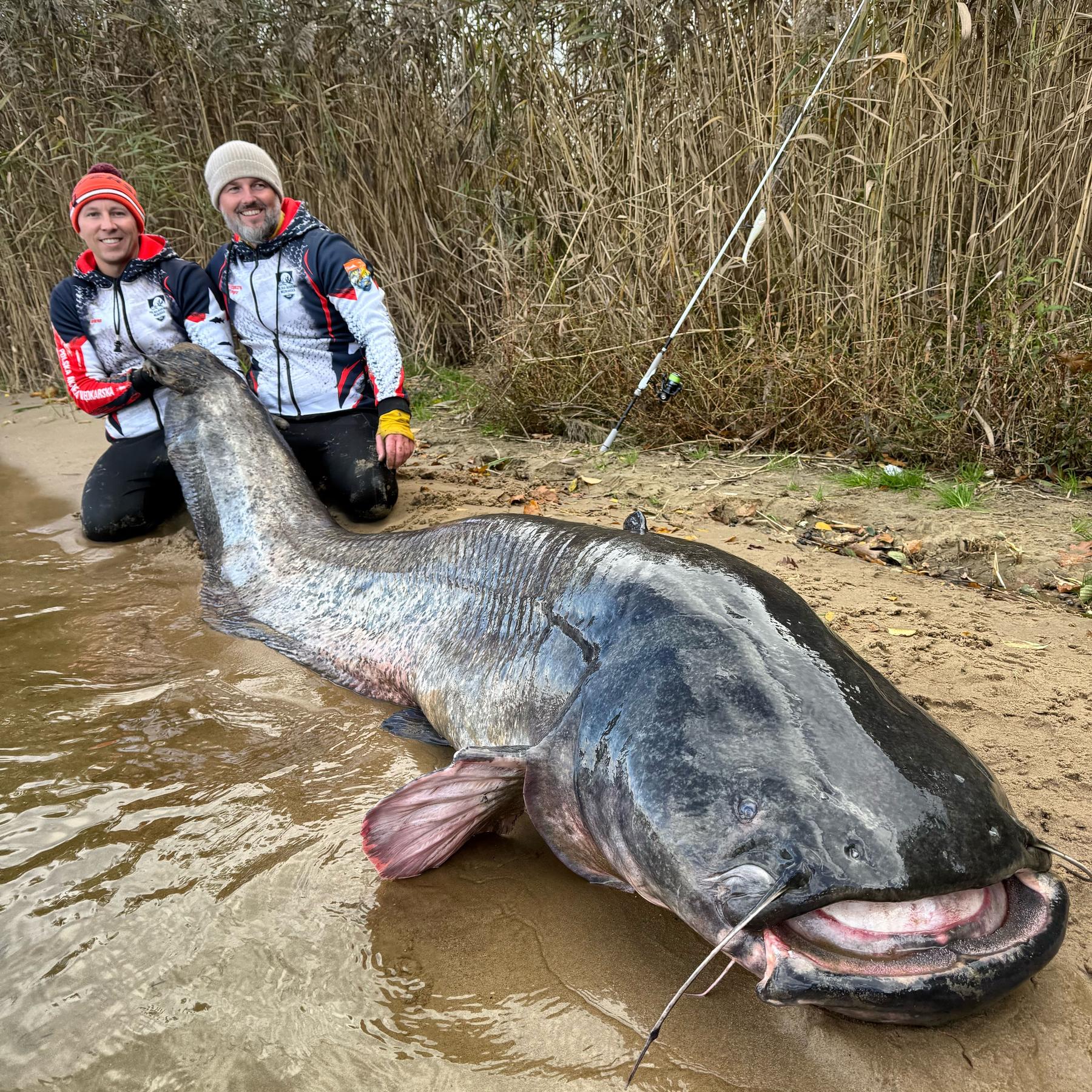 Riesiger Wels in Polen gefangen