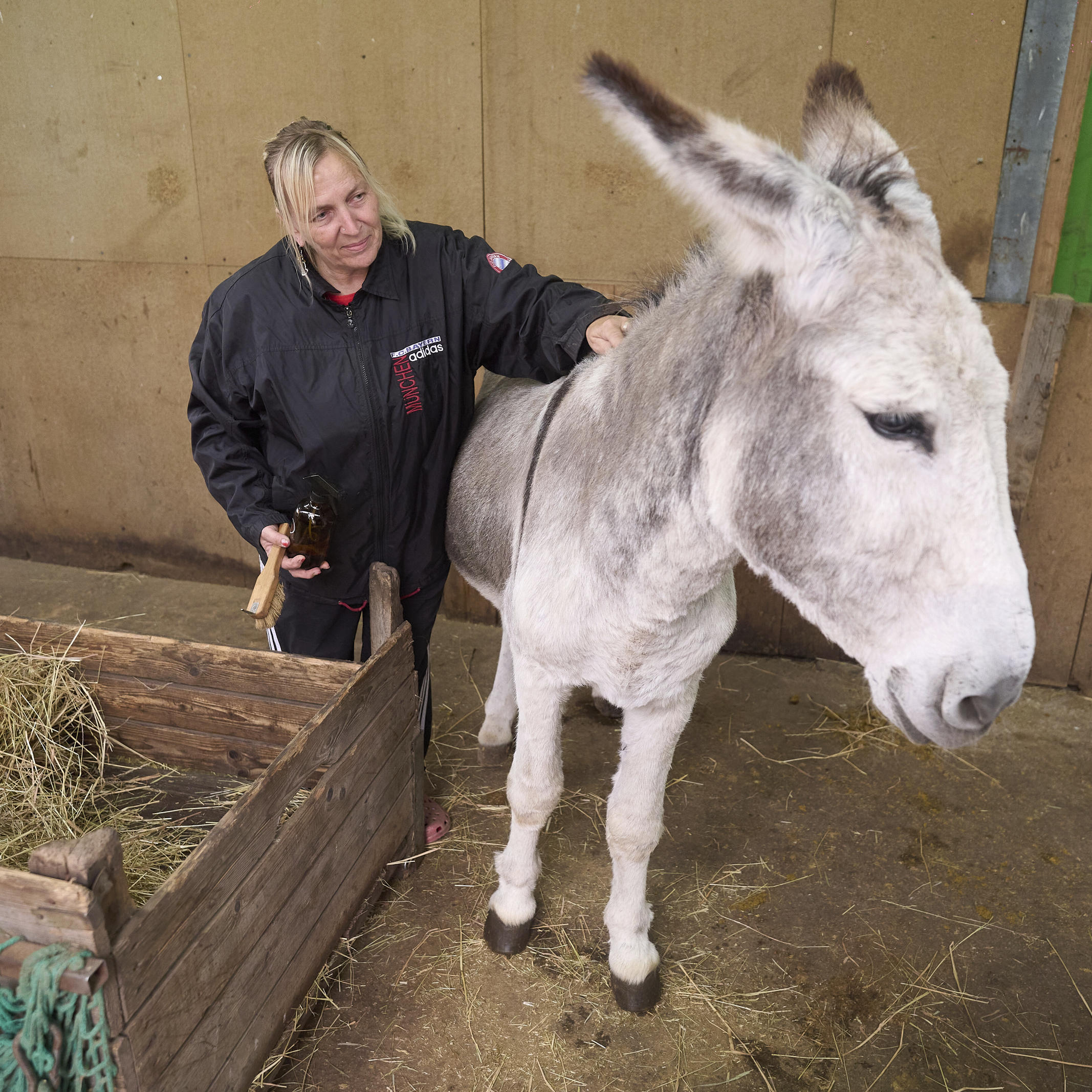Esel streicheln zum Stressabbau