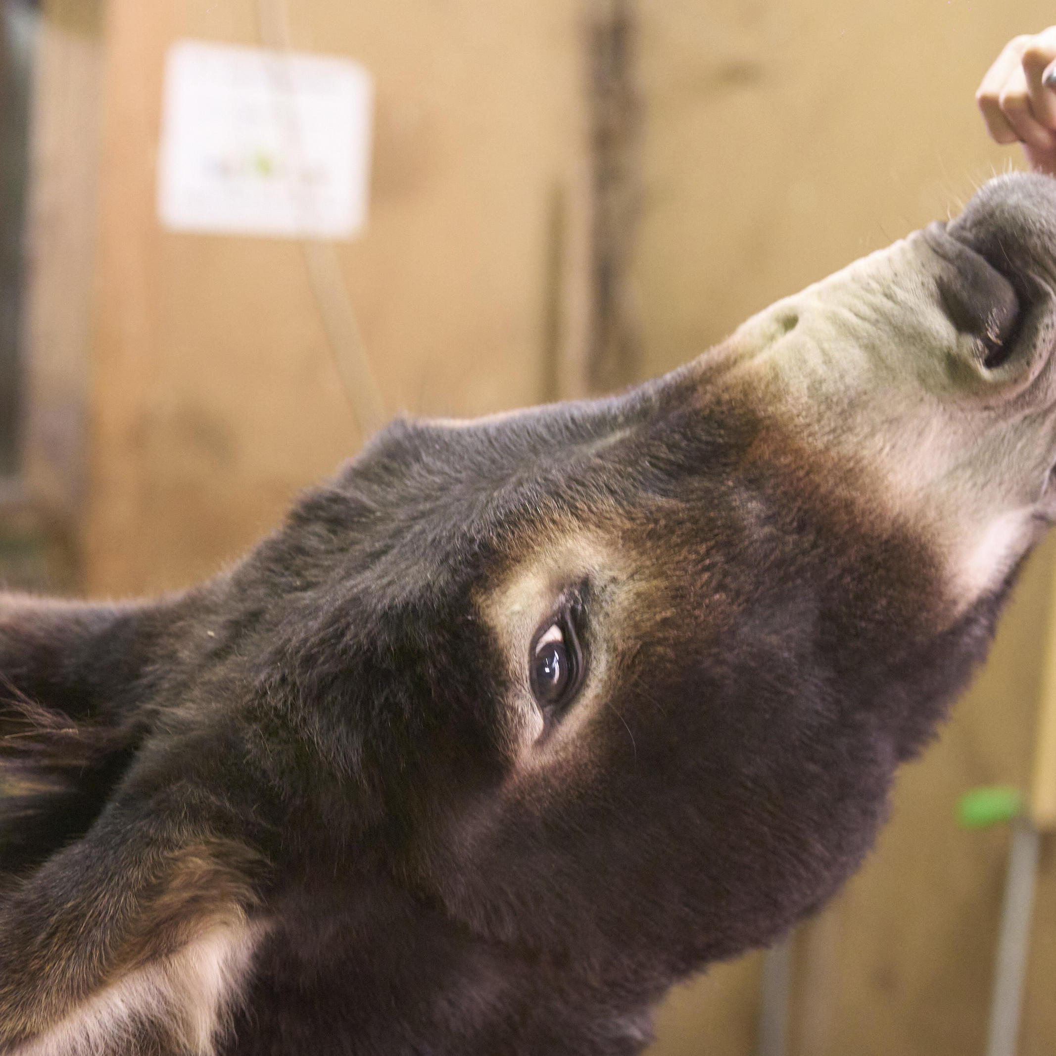 Esel streicheln zum Stressabbau