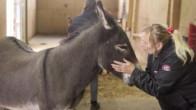 Esel-Entspannung: Kuscheln mit den besten Stressmanagern der Natur