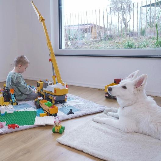 Manche Welpen muss man wie Kinder erziehen